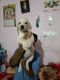 Labrador Retriever Puppies for sale in Kottigepalya, Bengaluru, Karnataka 560091, India. price: 15000 INR