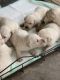 Labrador Retriever Puppies for sale in Santa Cruz, CA, USA. price: $1,000