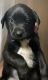 Labrador Retriever Puppies for sale in Colbert, WA 99005, USA. price: NA