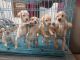 Labrador Retriever Puppies for sale in Jhalwa, Prayagraj, Uttar Pradesh, India. price: 12000 INR