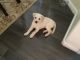 Labrador Retriever Puppies for sale in Bakersfield, CA, USA. price: NA
