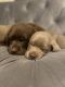 Labrador Retriever Puppies for sale in Keller, TX, USA. price: NA