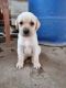Labrador Retriever Puppies for sale in HSR Layout, Bengaluru, Karnataka, India. price: 10000 INR
