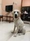 Labrador Retriever Puppies for sale in Chromepet, Chennai, Tamil Nadu, India. price: 10000 INR