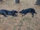 Labrador Retriever Puppies for sale in Scarborough, ME, USA. price: $500