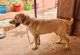 Labrador Retriever Puppies for sale in Salem, Tamil Nadu, India. price: 11000 INR