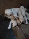 Labrador Retriever Puppies for sale in Virudhachalam, Tamil Nadu 606001, India. price: 10000 INR