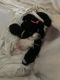 Labrador Retriever Puppies for sale in Auburn, ME 04210, USA. price: NA