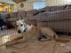 Labrador Retriever Puppies for sale in Folsom, CA 95630, USA. price: $1,000