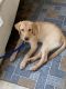 Labrador Retriever Puppies for sale in Uppal, Hyderabad, Telangana, India. price: 13000 INR
