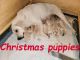 Labrador Retriever Puppies for sale in Boise, ID, USA. price: $1,500
