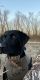 Labrador Retriever Puppies for sale in Springdale, AR, USA. price: NA