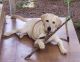 Labrador Retriever Puppies for sale in Muthukulam, Kerala, India. price: 15 INR
