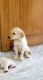 Labrador Retriever Puppies for sale in Tilak Nagar, New Delhi, Delhi 110018, India. price: 10000 INR