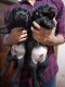 Labrador Retriever Puppies for sale in Kannur, Kerala, India. price: NA