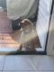 Labrador Retriever Puppies for sale in Fair Lawn, NJ 07410, USA. price: $1,100