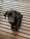 Labrador Retriever Puppies for sale in Lake Stevens, WA 98258, USA. price: $1,200