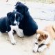 Labrador Retriever Puppies for sale in Poteet, TX 78065, USA. price: $75