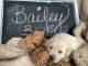 Labrador Retriever Puppies for sale in Burlington, IA 52601, USA. price: $500