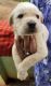 Labrador Retriever Puppies for sale in Gottigere, Bengaluru, Karnataka, India. price: 12000 INR