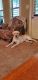 Labrador Retriever Puppies for sale in LaGrange, GA, USA. price: $750