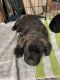 Labrador Retriever Puppies for sale in Stamford, CT 06905, USA. price: NA