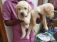 Labrador Retriever Puppies for sale in J. P. Nagar, Bengaluru, Karnataka 560078, India. price: 16000 INR