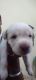 Labrador Retriever Puppies for sale in ES1-320, Mohibullapur, Jankipuram, Lucknow, Uttar Pradesh 226020, India. price: 6000 INR