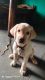 Labrador Retriever Puppies for sale in Dhule, Maharashtra, India. price: 17000 INR