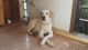 Labrador Retriever Puppies for sale in Ramamurthy Nagar, Bengaluru, Karnataka 560016, India. price: 5000 INR