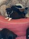 Labrador Retriever Puppies for sale in Jonesboro, GA, USA. price: NA