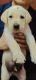 Labrador Retriever Puppies for sale in Gandhinagar, Gujarat, India. price: 6000 INR