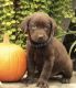 Labrador Retriever Puppies for sale in LOS ANGLS AFB, CA 90009, USA. price: NA