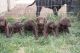 Labrador Retriever Puppies for sale in Nampa, ID, USA. price: $500