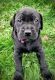 Labrador Retriever Puppies for sale in Spanaway, WA, USA. price: NA