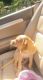 Labrador Retriever Puppies for sale in Tampa, FL, USA. price: $500