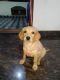 Labrador Retriever Puppies for sale in Kempegowda Nagar, Bengaluru, Karnataka 560019, India. price: 8000 INR