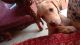 Labrador Retriever Puppies for sale in Mansarovar Plaza, Ward 27, Agarwal Farm, Barh Devariya, Mansarovar, Jaipur, Rajasthan 302020, India. price: 6000 INR