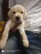Labrador Retriever Puppies for sale in Sholinganallur junction, Sholinganallur, Chennai, Tamil Nadu 600119. price: 10000 INR
