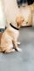 Labrador Retriever Puppies for sale in Shakthi Sai Nagar, BEL, Industrial Development Area, Mallapur, Secunderabad, Telangana 500076, India. price: 10000 INR