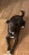 Labrador Retriever Puppies for sale in Hartwell, GA 30643, USA. price: NA