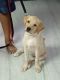 Labrador Retriever Puppies for sale in Salem, Tamil Nadu, India. price: 7000 INR