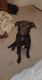Labrador Retriever Puppies for sale in Arlington, TX, USA. price: NA