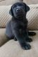 Labrador Retriever Puppies for sale in Denver, CO, USA. price: $1,200