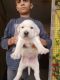 Labrador Retriever Puppies for sale in Model Town, New Delhi, Delhi, India. price: NA