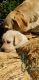 Labrador Retriever Puppies for sale in Indore, Madhya Pradesh, India. price: 8000 INR