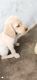 Labrador Retriever Puppies for sale in Bhilai, Chhattisgarh, India. price: 11000 INR