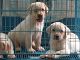 Labrador Retriever Puppies for sale in Guwahati, Assam, India. price: 10 INR