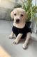 Labrador Retriever Puppies for sale in Sector 128, Noida, Uttar Pradesh, India. price: 8000 INR