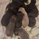 Labrador Retriever Puppies for sale in Asheville, NC 28806, USA. price: $600